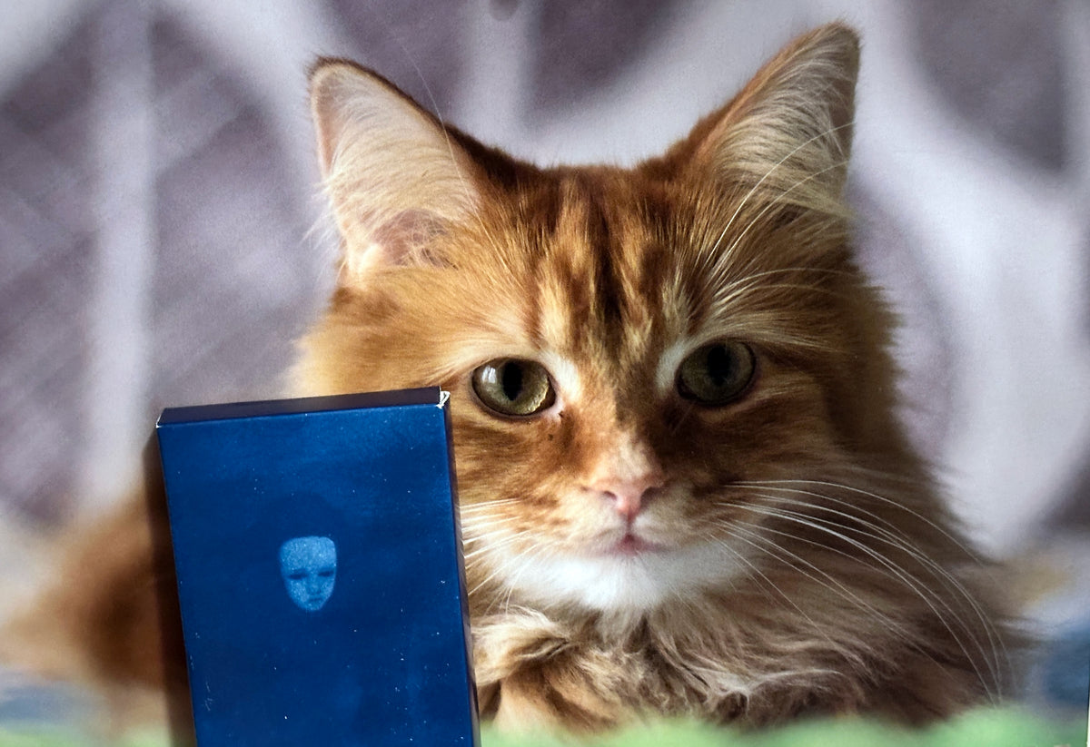 Orange cat (Pudding) looking at a blue Yapping Portal cassette tape.